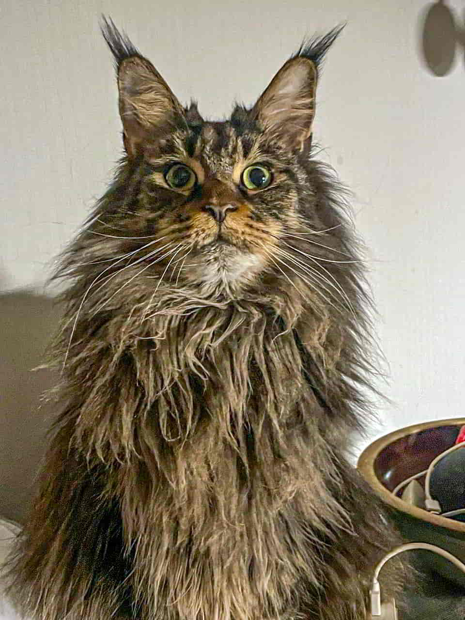 Darky, der Schrecken, der die Nacht durchflattert Darky, der Schrecken, der die Nacht durchflattert