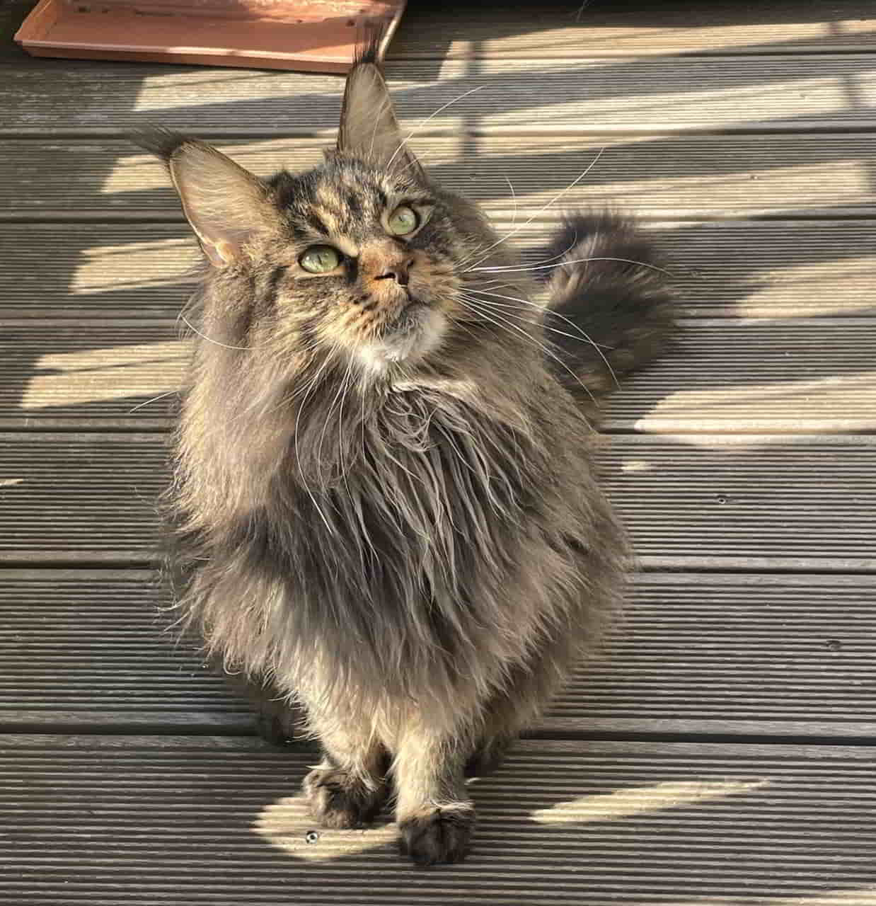 Darky off MCC ein Stilleben Darky off MCC ein Stilleben