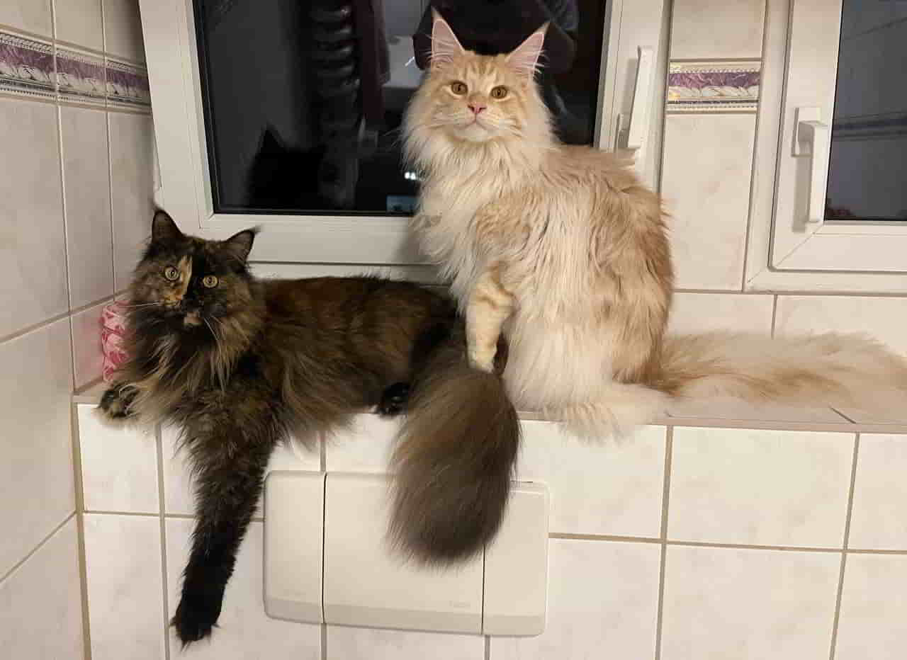 Das Chaos Duo bei der Besprechung Das Chaos Duo bei der Besprechung