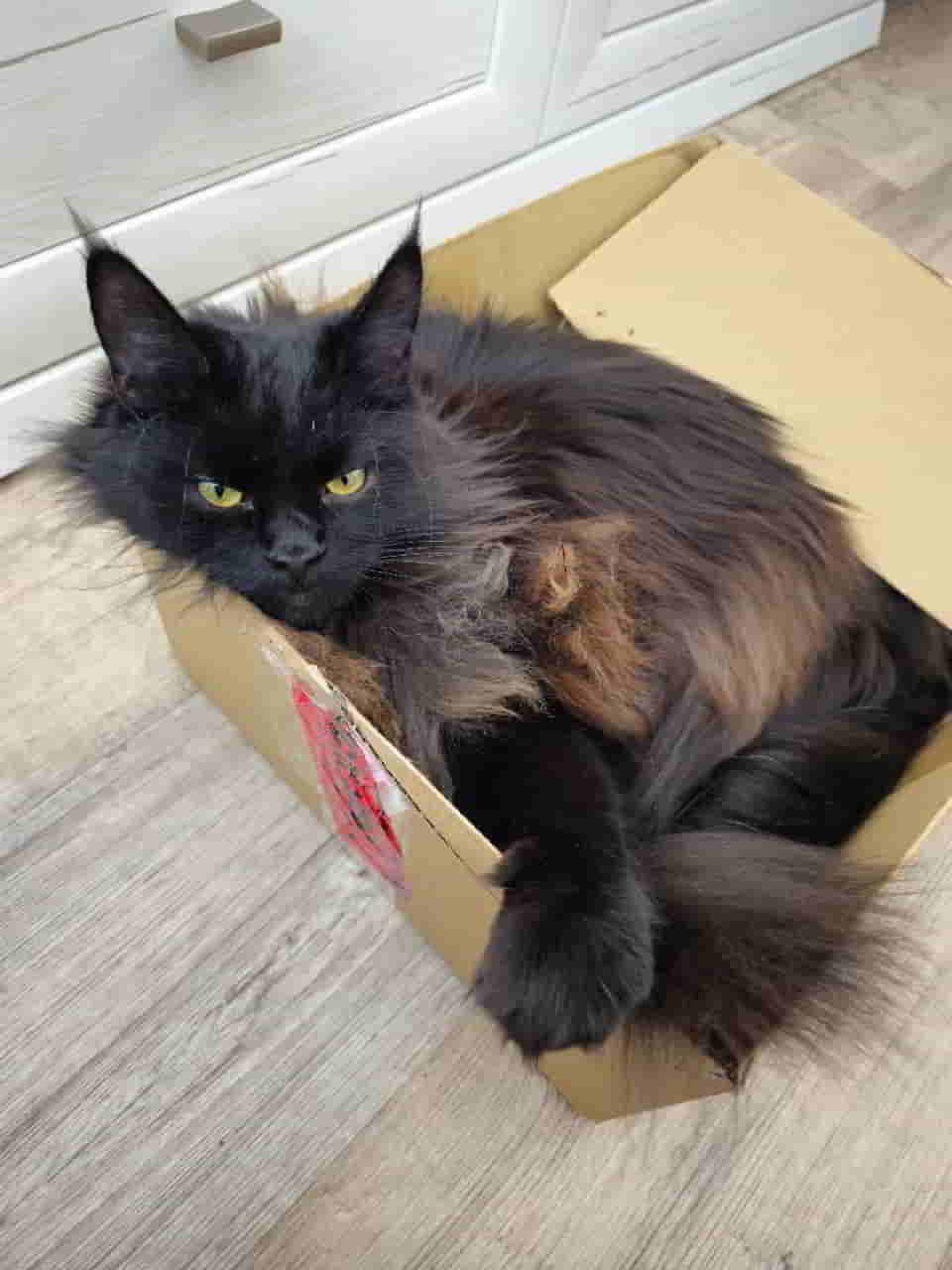 Das ist mein Karton. Und du wirst ihn niemals weghauen, sonst hau ich dich! Das ist mein Karton. Und du wirst ihn niemals weghauen, sonst hau ich dich!