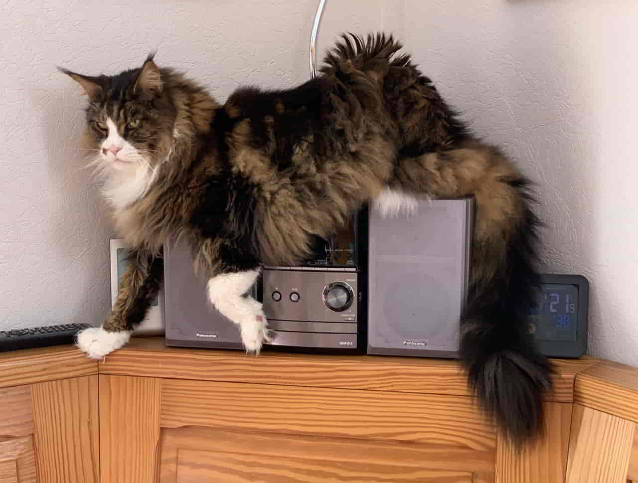 Dean Radio Gaga Dean Radio Gaga