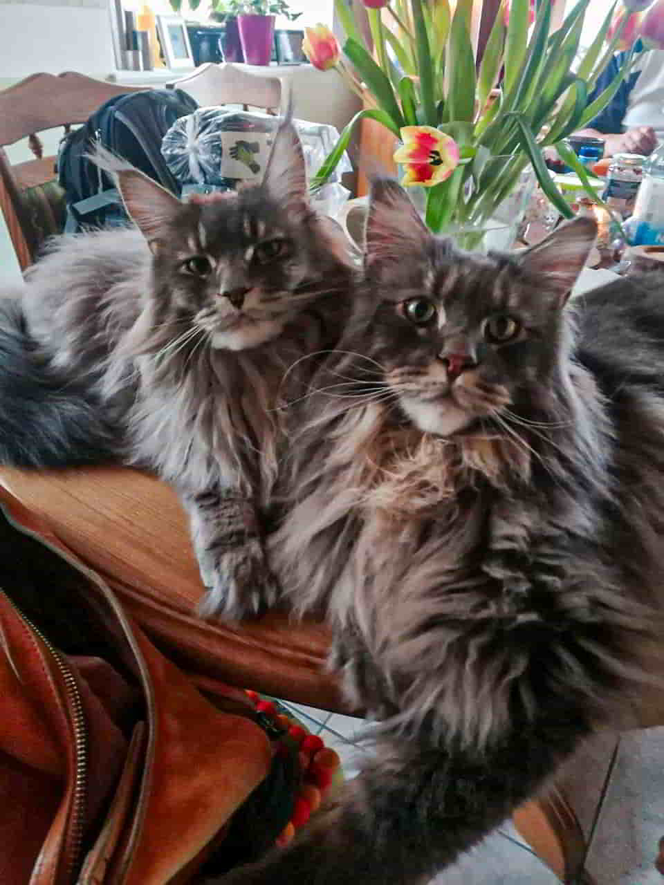 Es grüßen Buddy Jun. und Ruby Es grüßen Buddy Jun. und Ruby