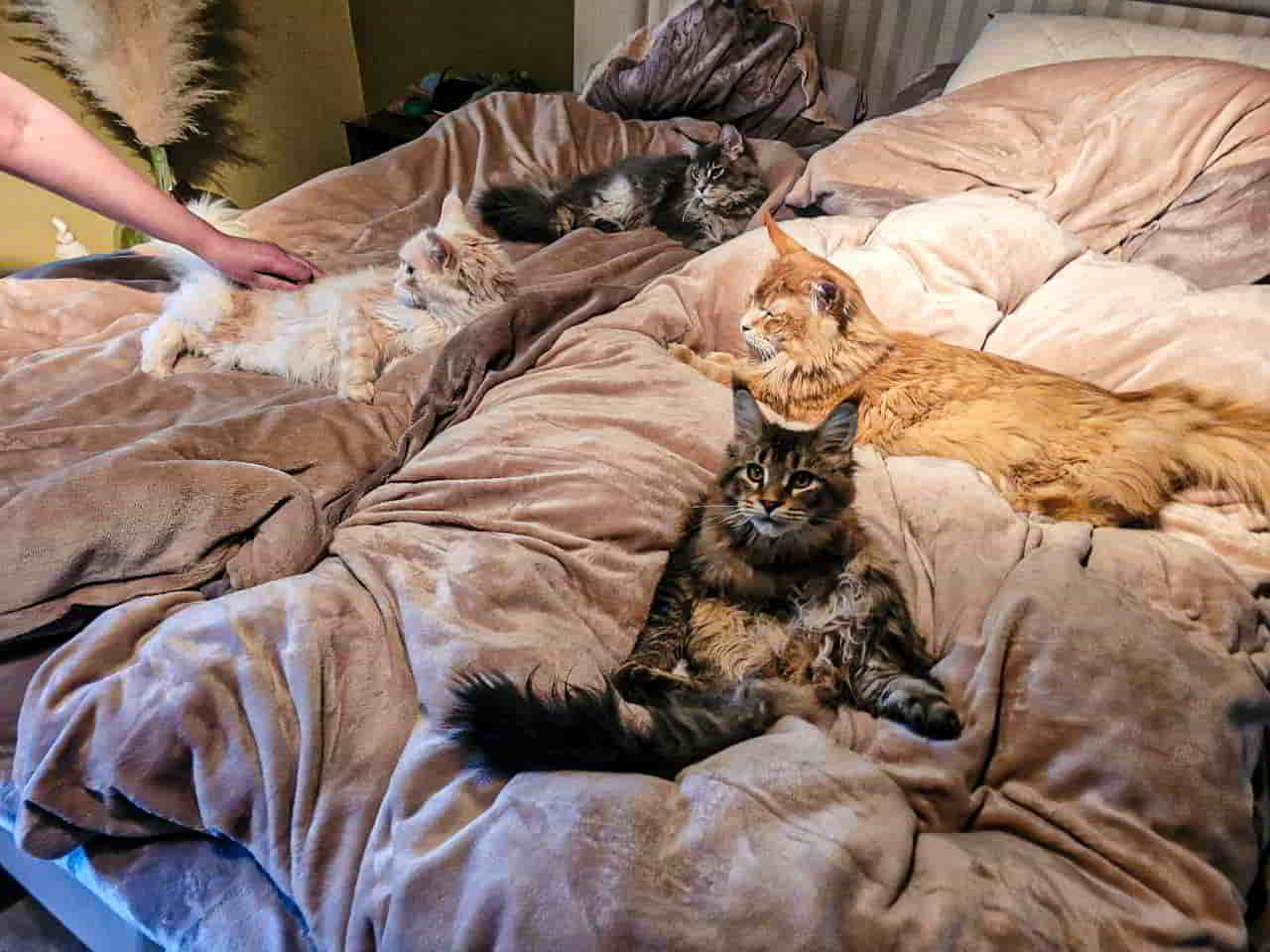 Es ist Chili Changa Time Es ist Chili Changa Time