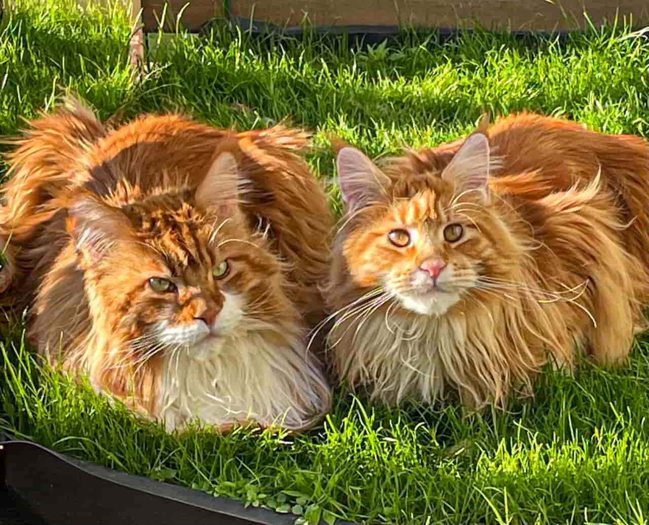 Feueralarm! Erik & Valentin, das Duo Infernale Feueralarm! Erik & Valentin, das Duo Infernale