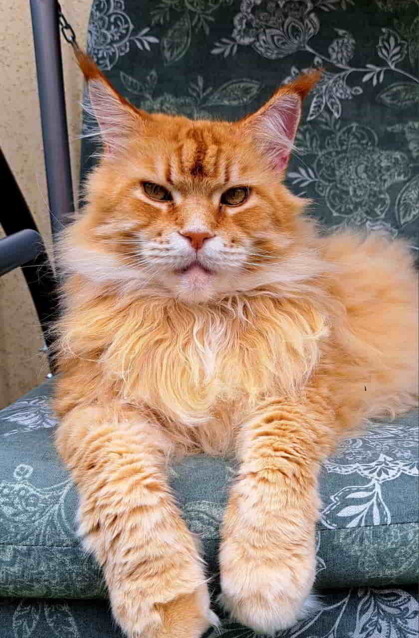 Gusti of MCC Gusti of MCC