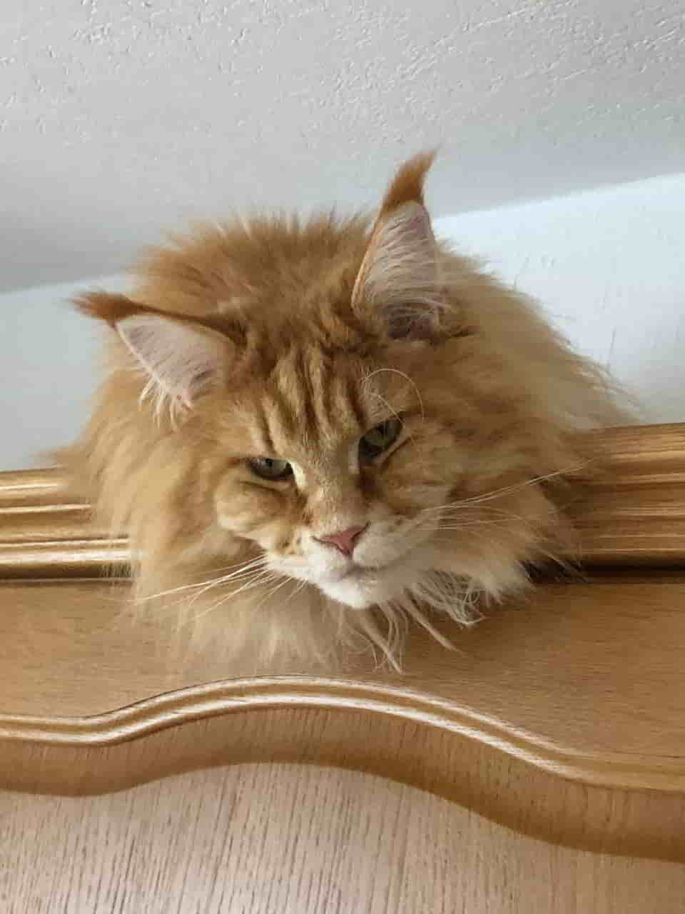 Happy Birthday lieber Adam heute wirst du schon 4 Jahre Happy Birthday lieber Adam heute wirst du schon 4 Jahre