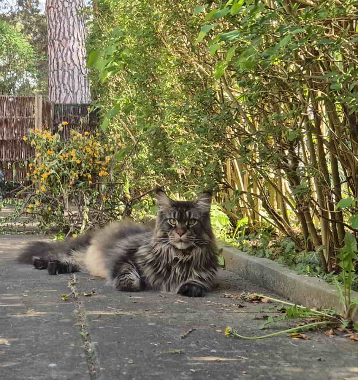 Harris Der Blick sagt alles Harris Der Blick sagt alles