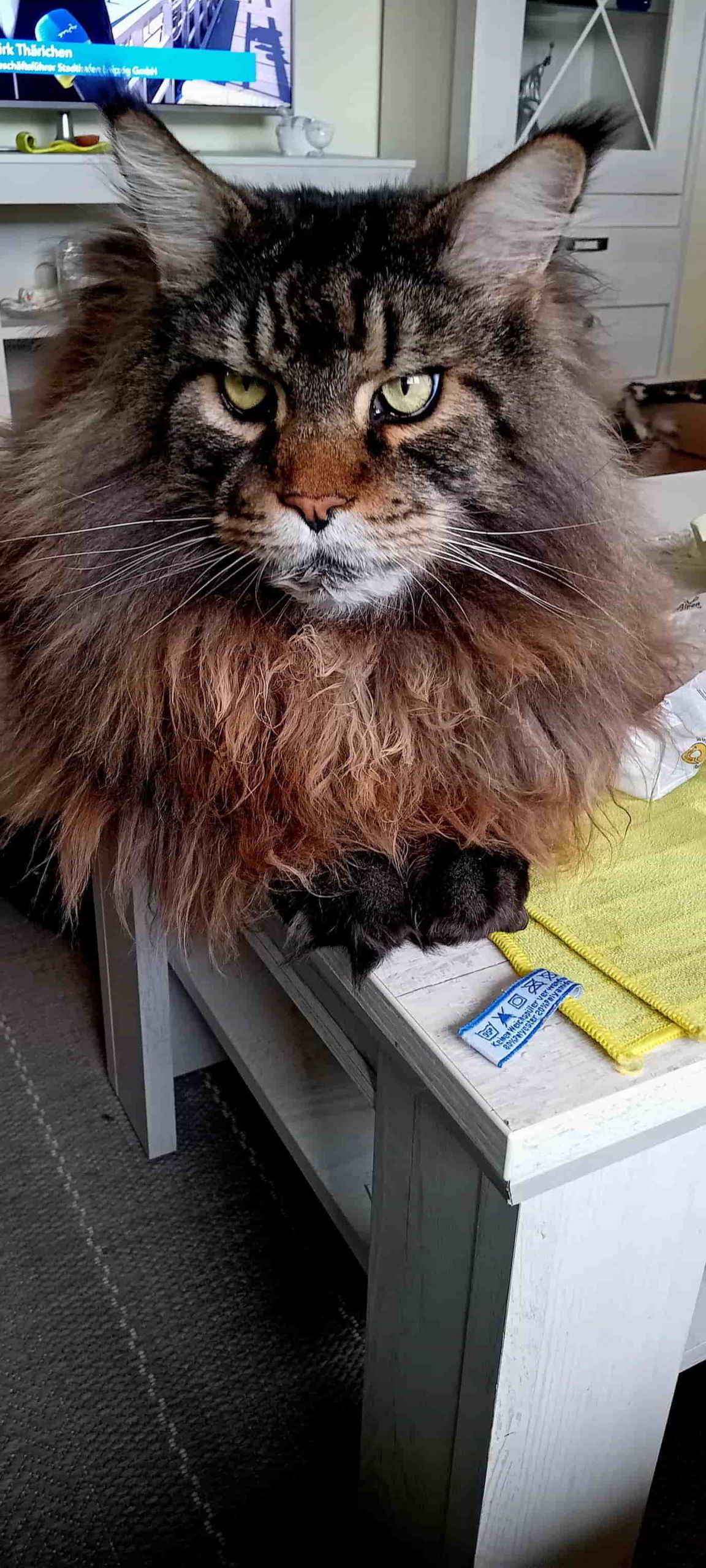 Heinz 9 Jahre alt Heinz 9 Jahre alt