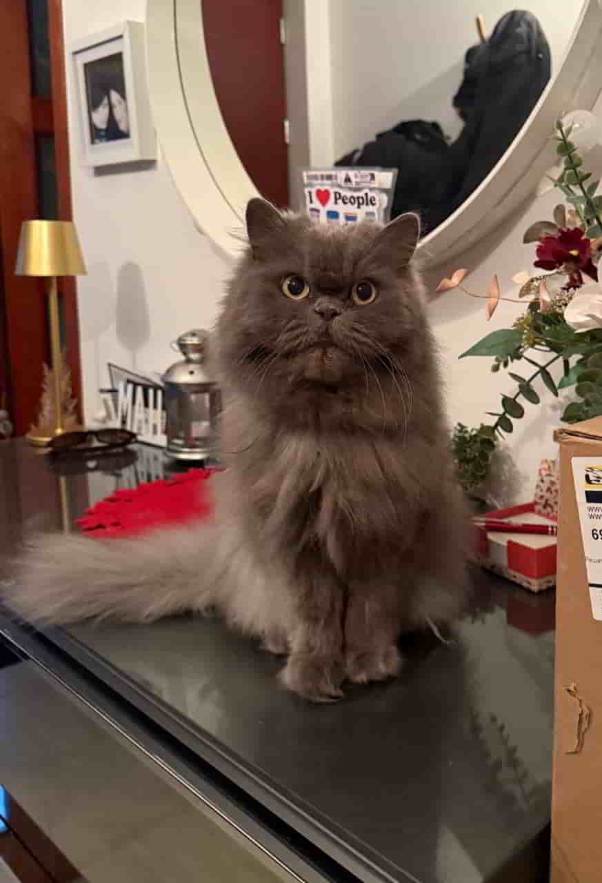 Herr Django ist heute 12 Jahre alt geworden Herr Django ist heute 12 Jahre alt geworden