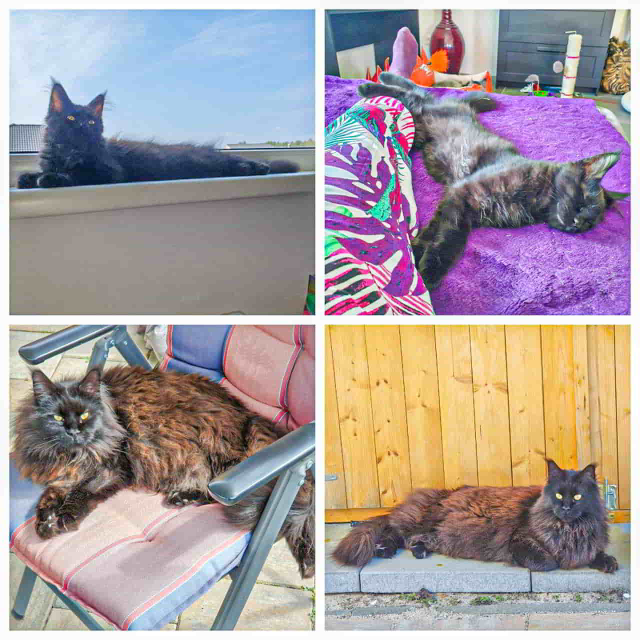 Hertha of MCC Hertha of MCC