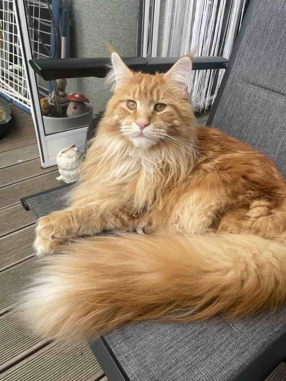 Heute feiert Valentin of MCC seinen 1. Geburtstag. Heute feiert Valentin of MCC seinen 1. Geburtstag.