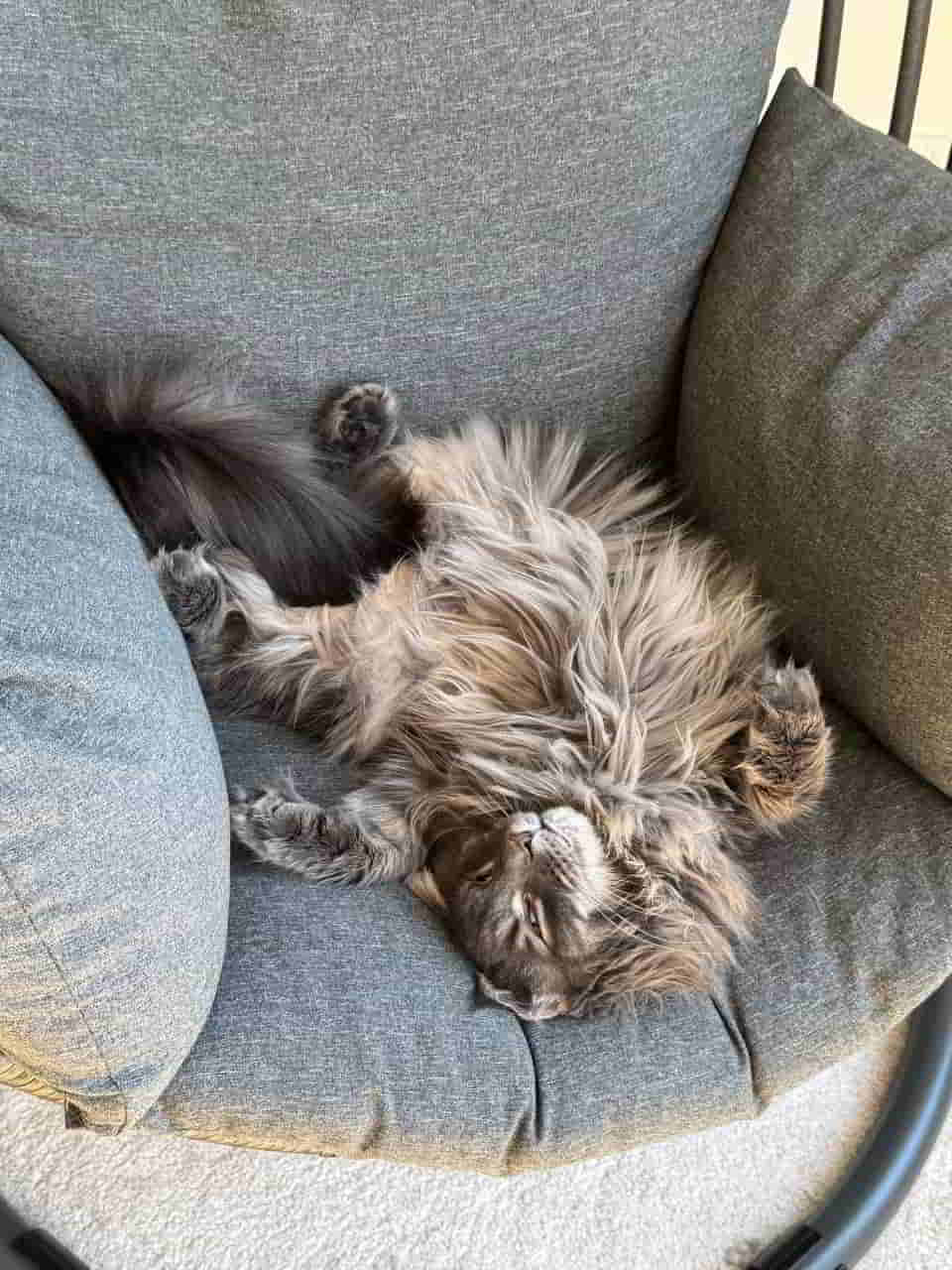 Ich glaube Leo ist ein Wer Waschbär Ich glaube Leo ist ein Wer Waschbär