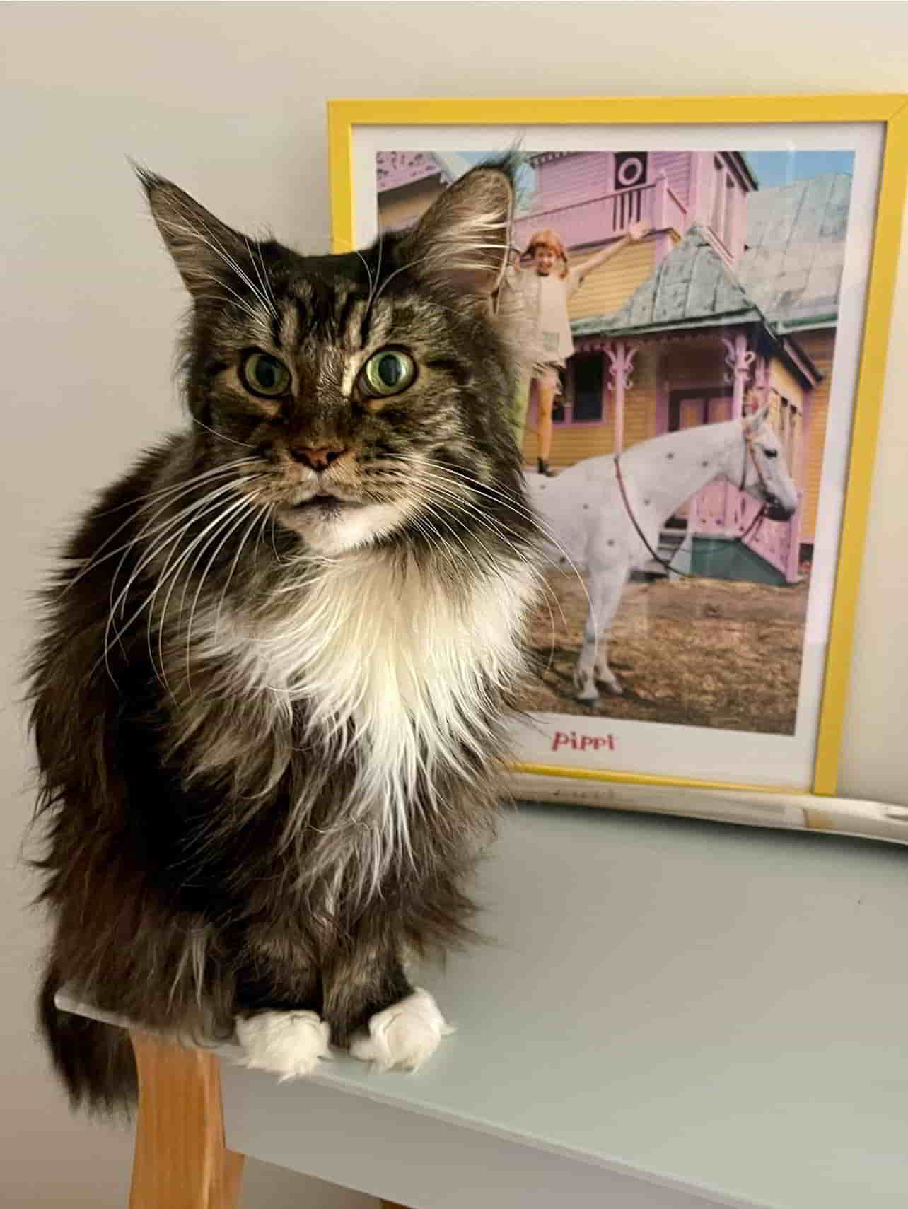 Maika & Pippi = duo infernale Maika & Pippi = duo infernale