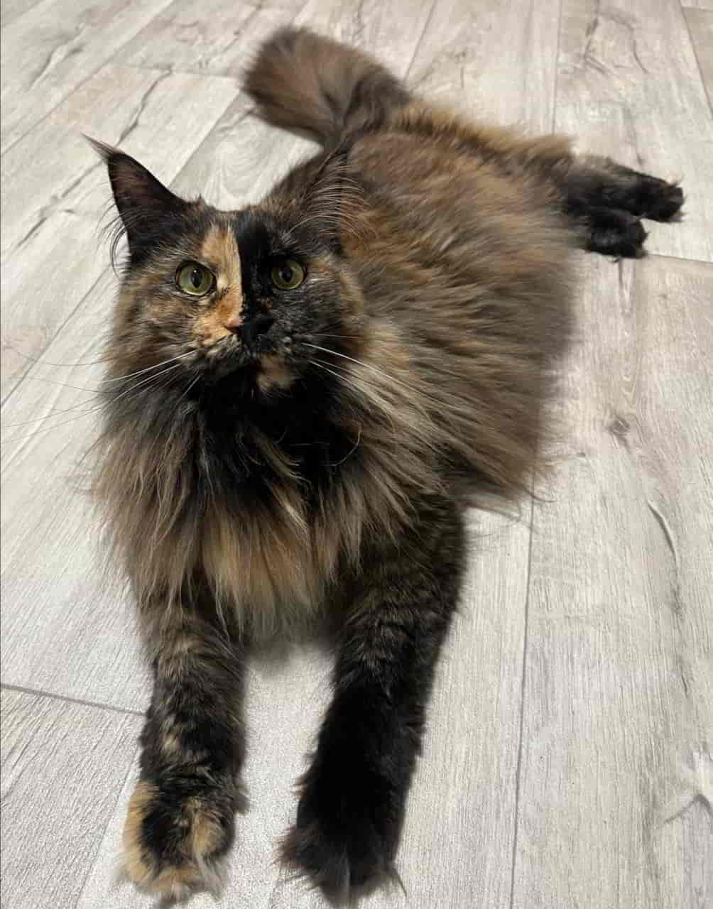 Minininja Sammy Minininja Sammy