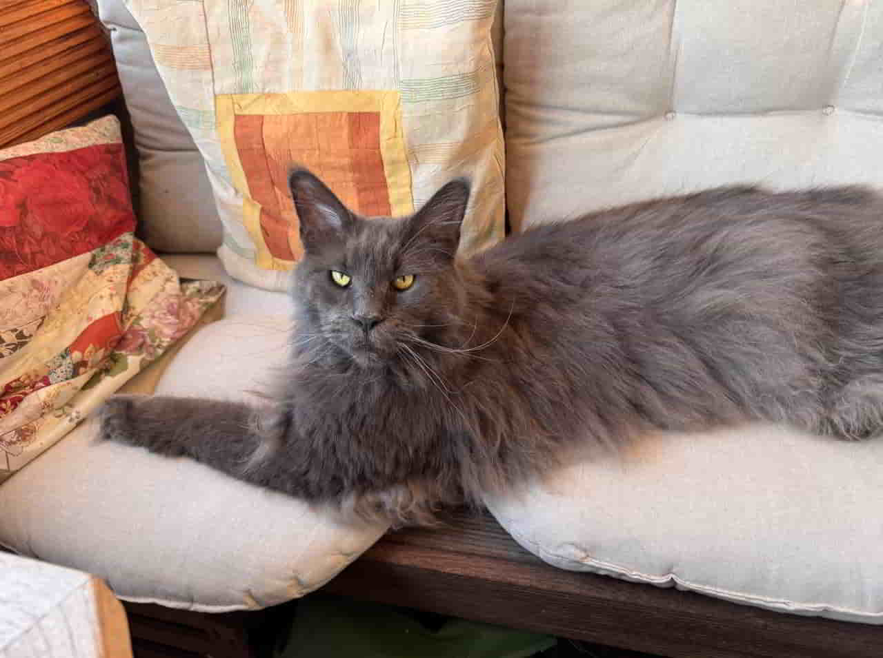 Mischa der Weltenbummler Mischa der Weltenbummler