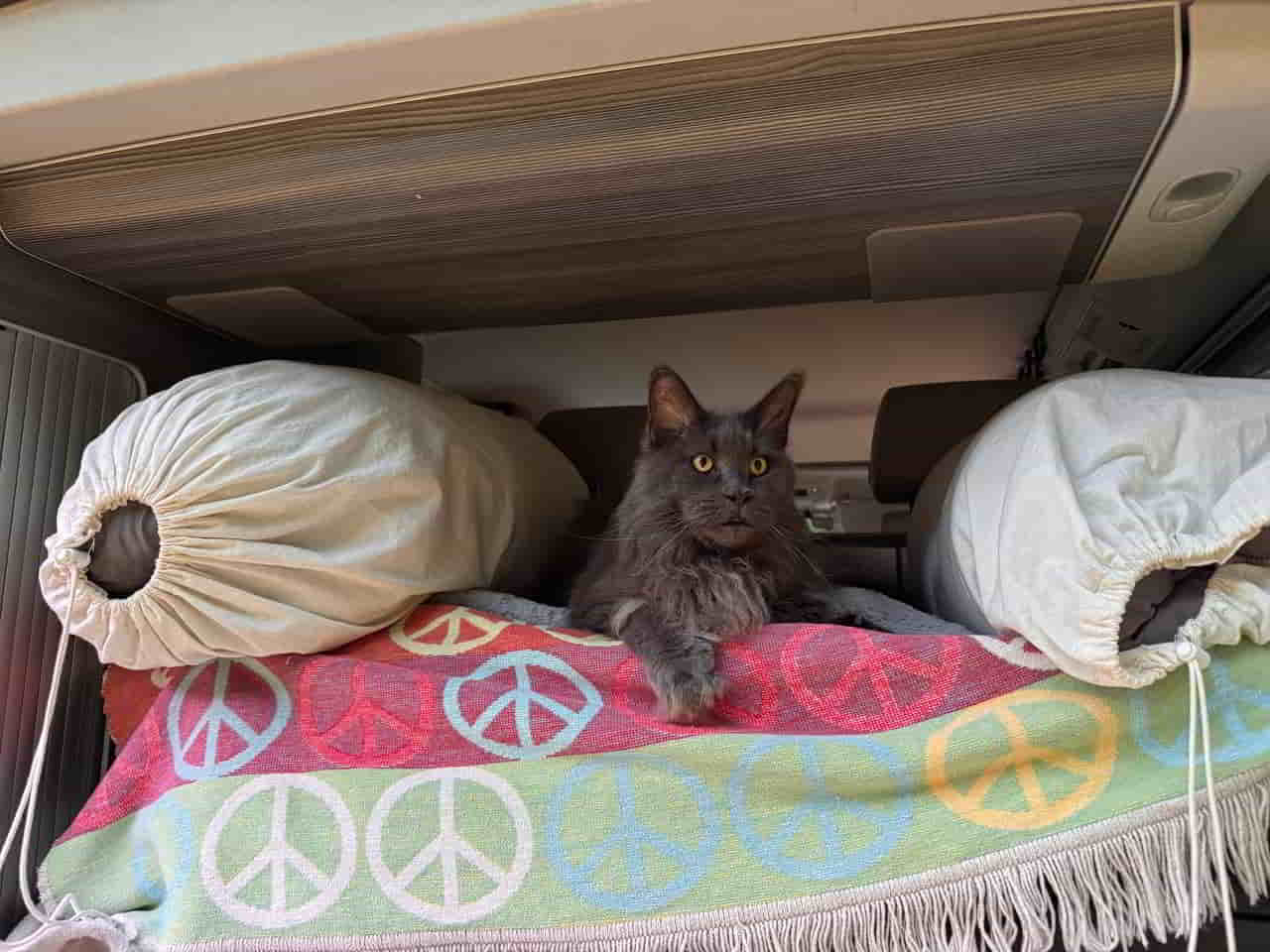 Mischa reist … Mischa reist ...