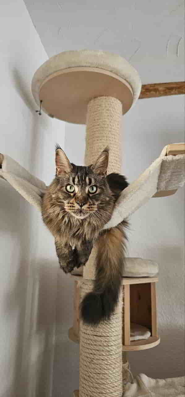 Miss wünderschön Miss wünderschön