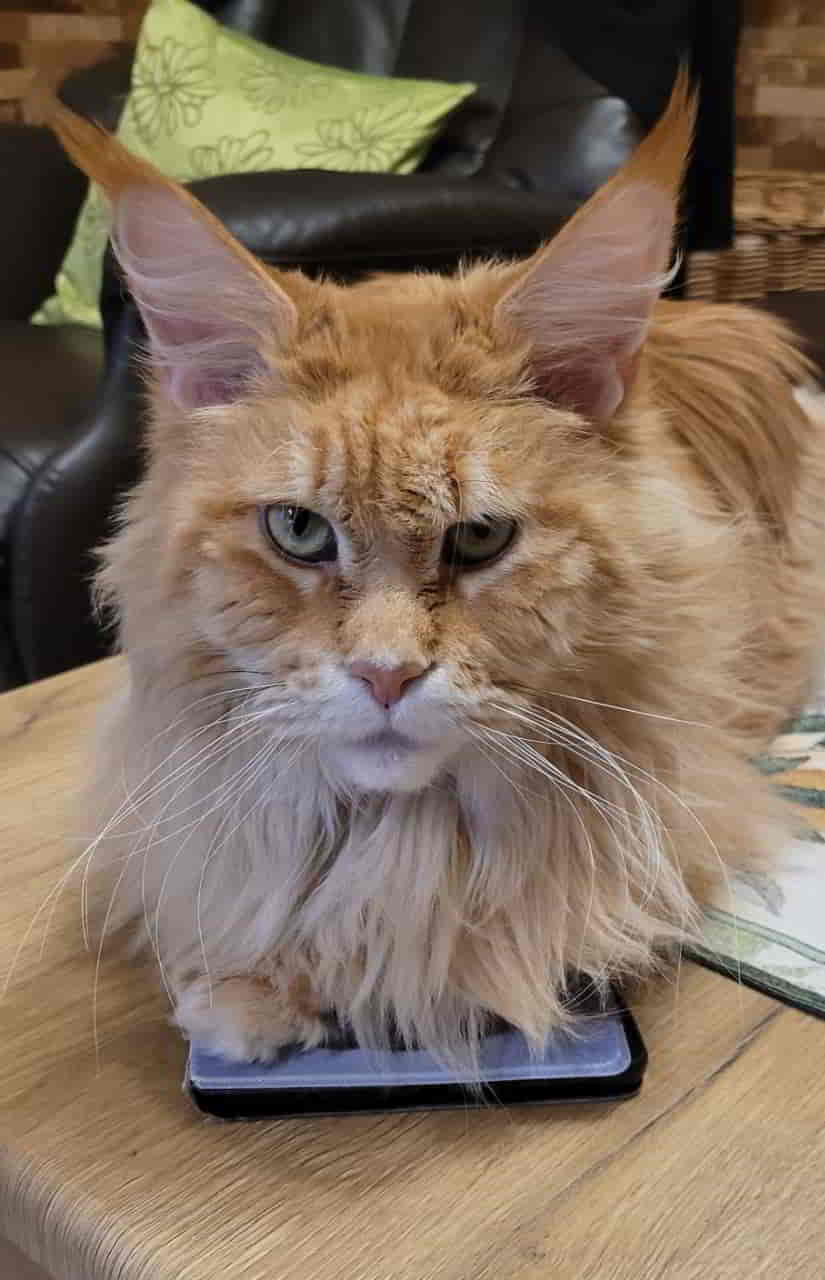 Nanny belagert mal wieder Frauchens Tablett Nanny belagert mal wieder Frauchens Tablett