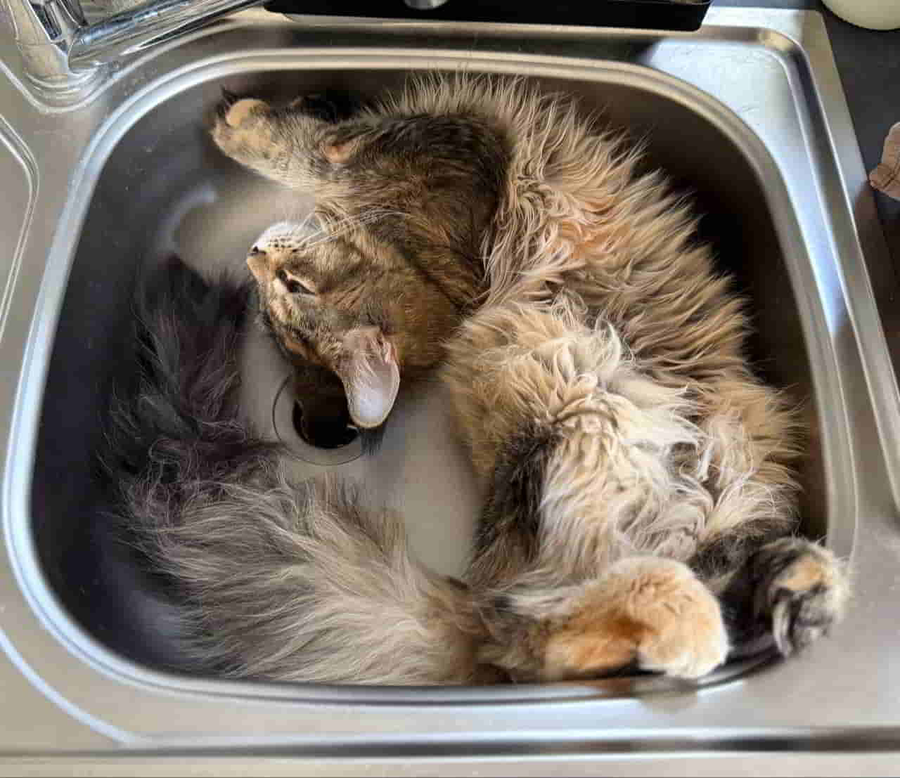 Nochmal Katzenwäsche Nochmal Katzenwäsche