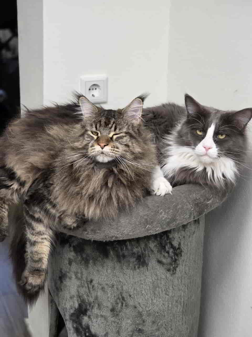 Pepo mit Kumpel Pepo mit Kumpel