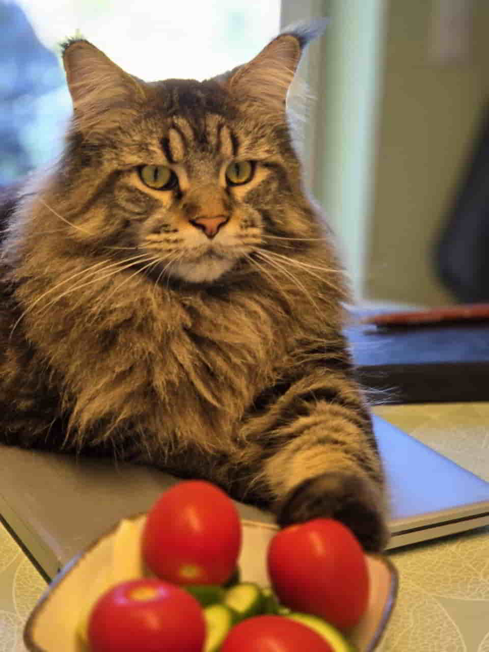 Peppo of Maine Coon Castle Peppo of Maine Coon Castle