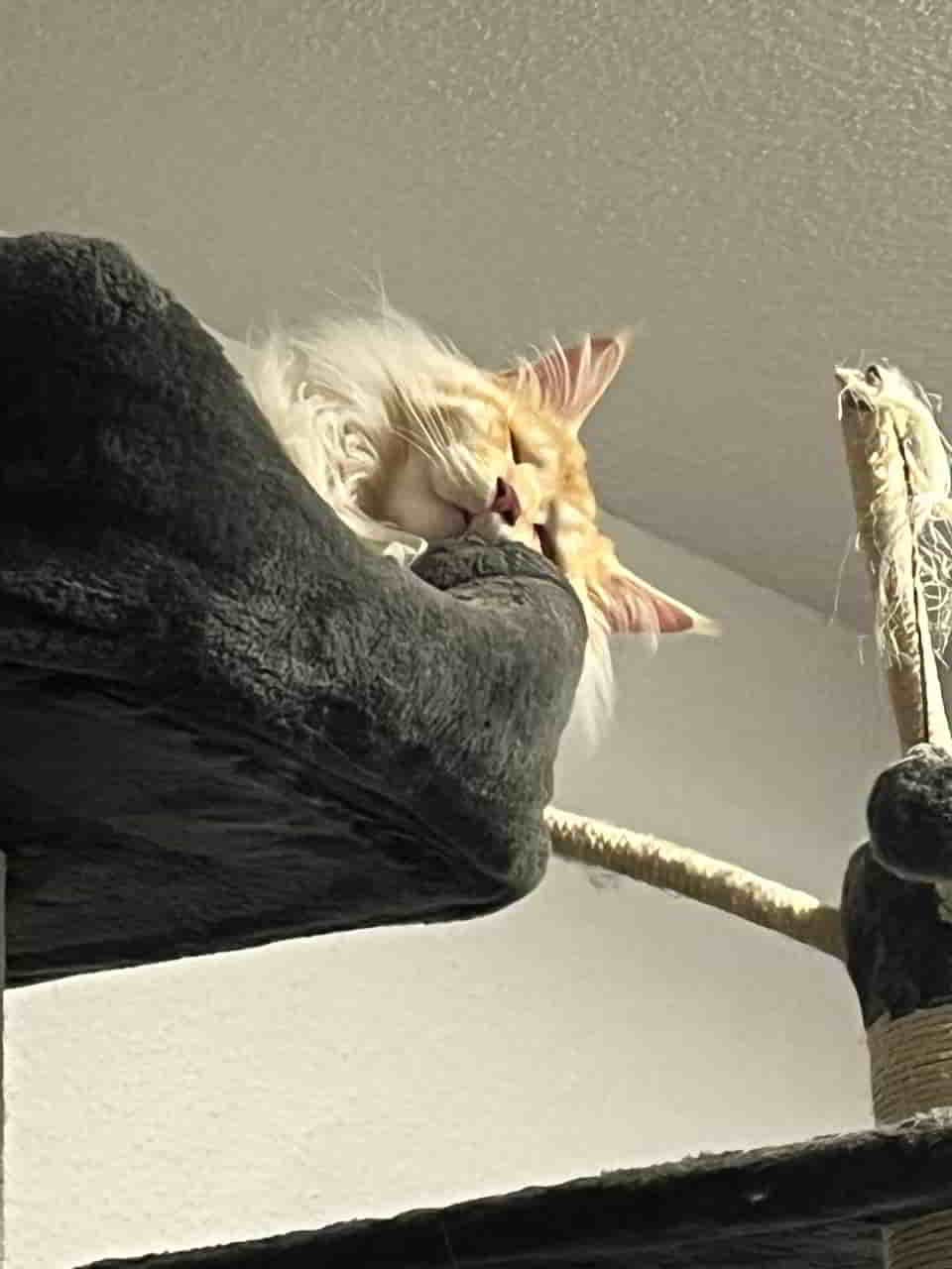 Prinz Toni Prinz Toni