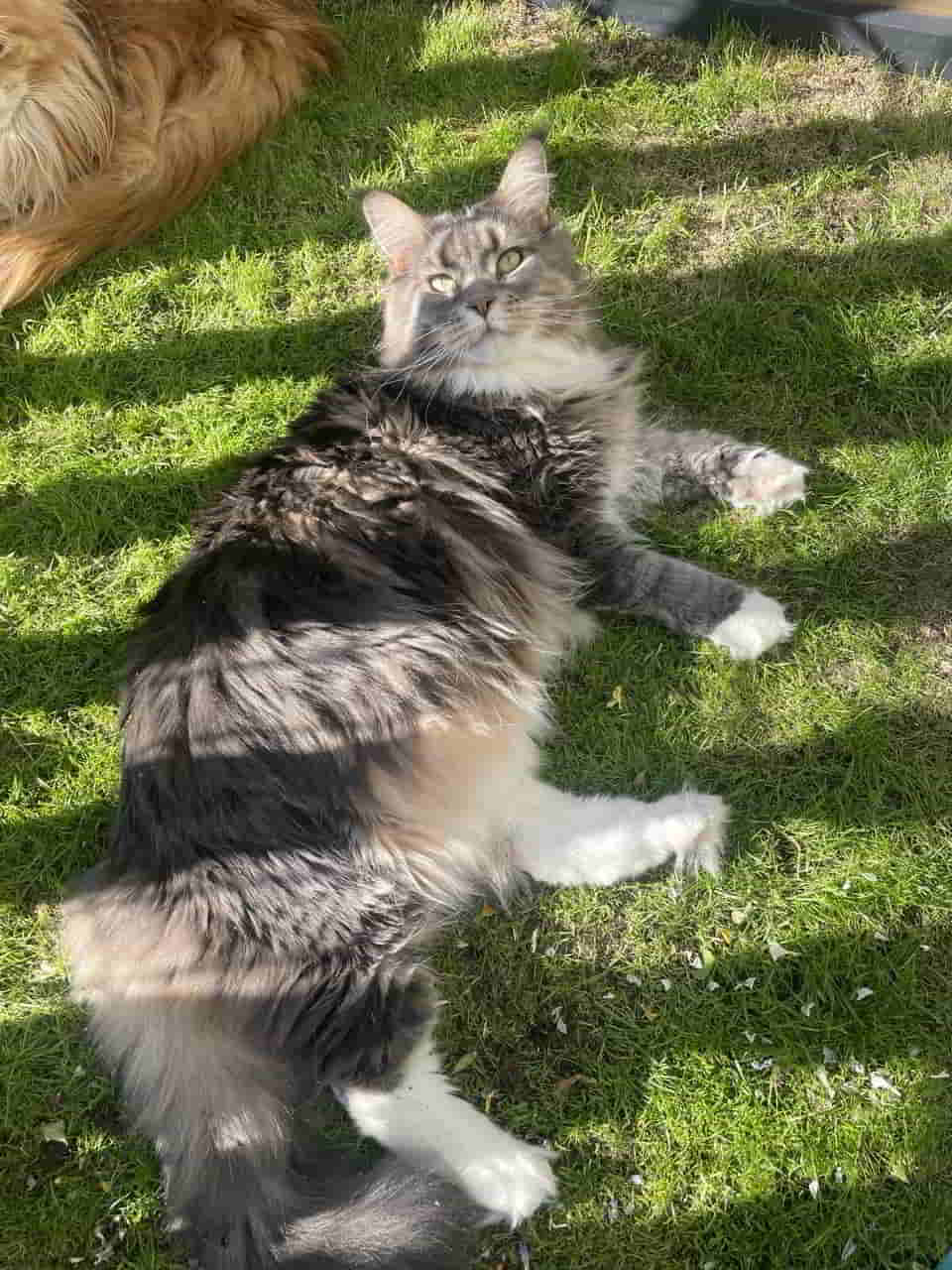 Prinzessin Pummelfee, Xira of MCC, genießt die Frühlingssonne Prinzessin Pummelfee, Xira of MCC, genießt die Frühlingssonne