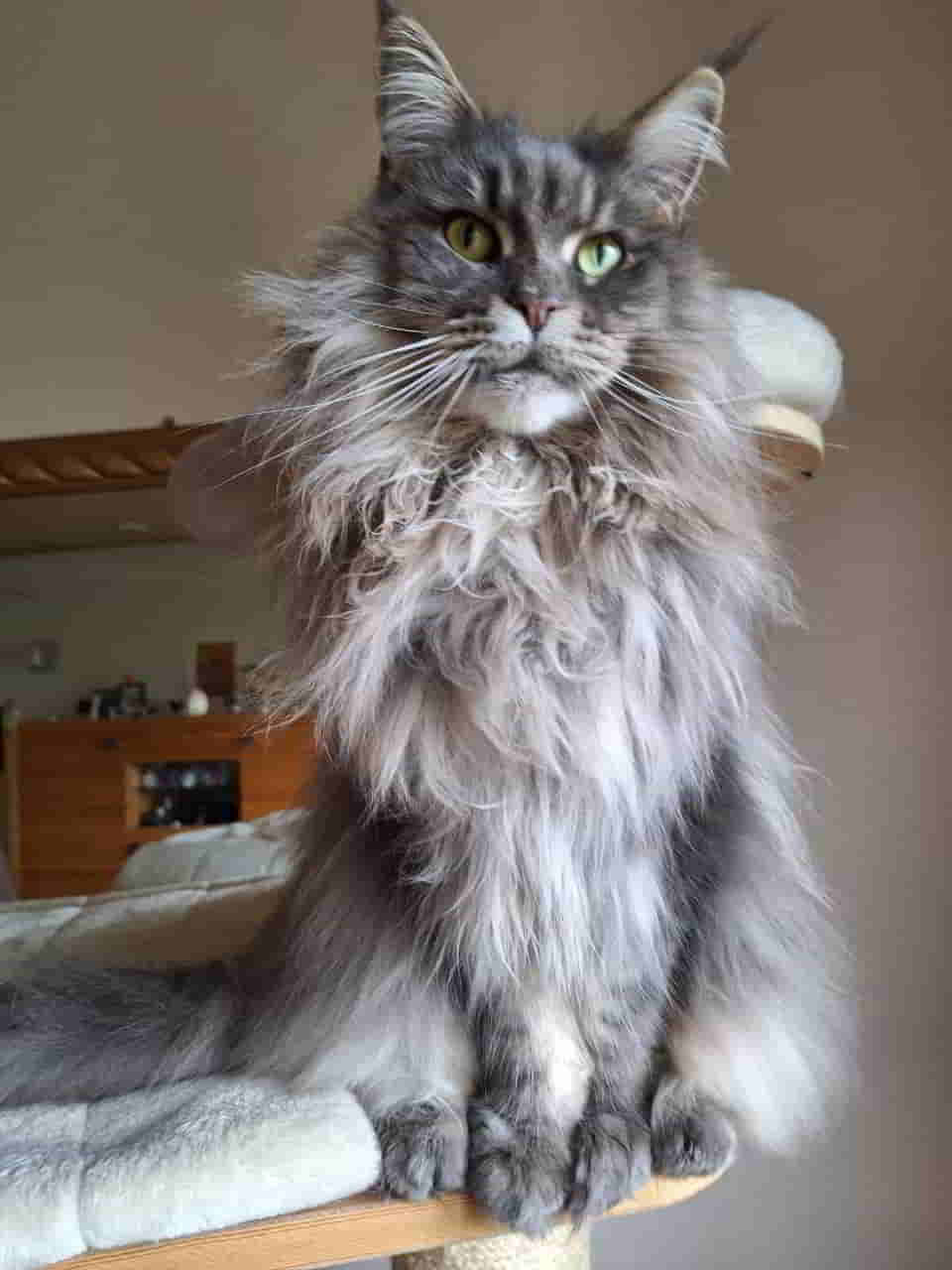 Queen Jada of Maine Coon wird heute 6 Jahre alt Queen Jada of Maine Coon wird heute 6 Jahre alt