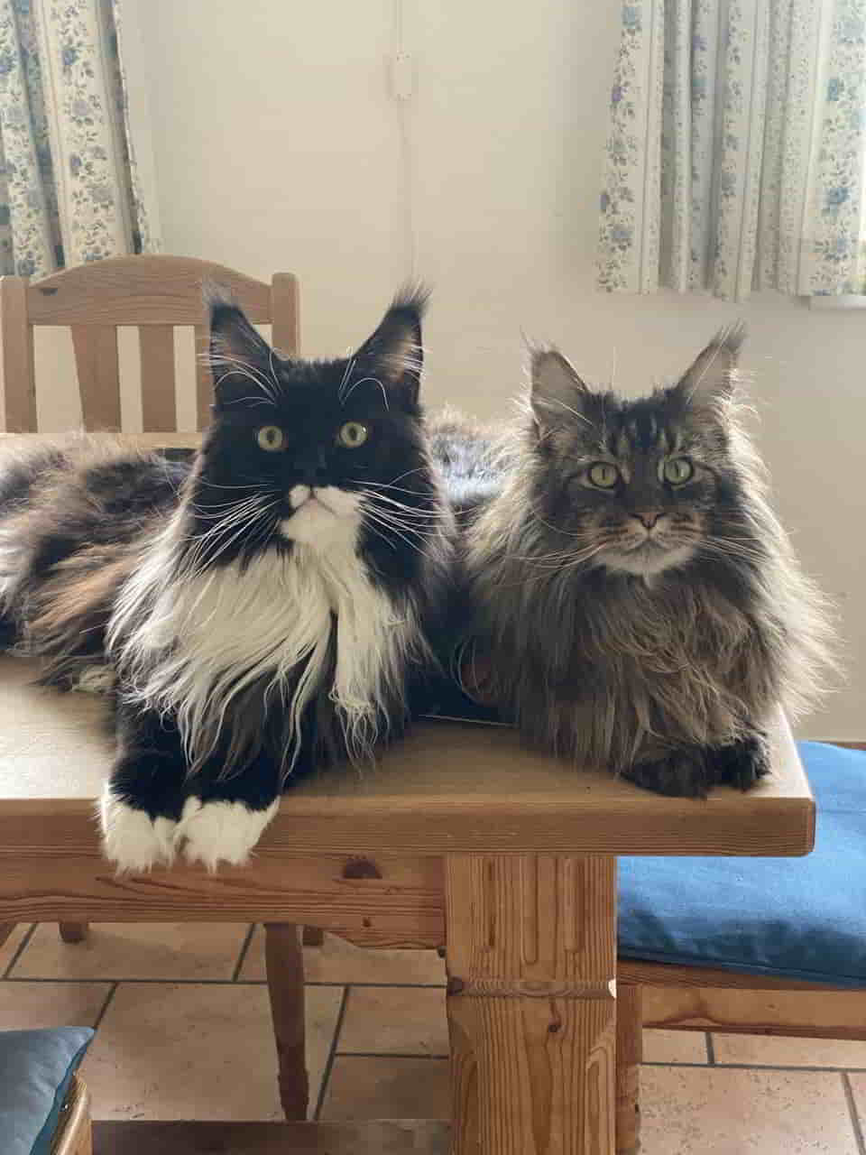 Rado und Enno warten aufs zweite Frühstück Rado und Enno warten aufs zweite Frühstück