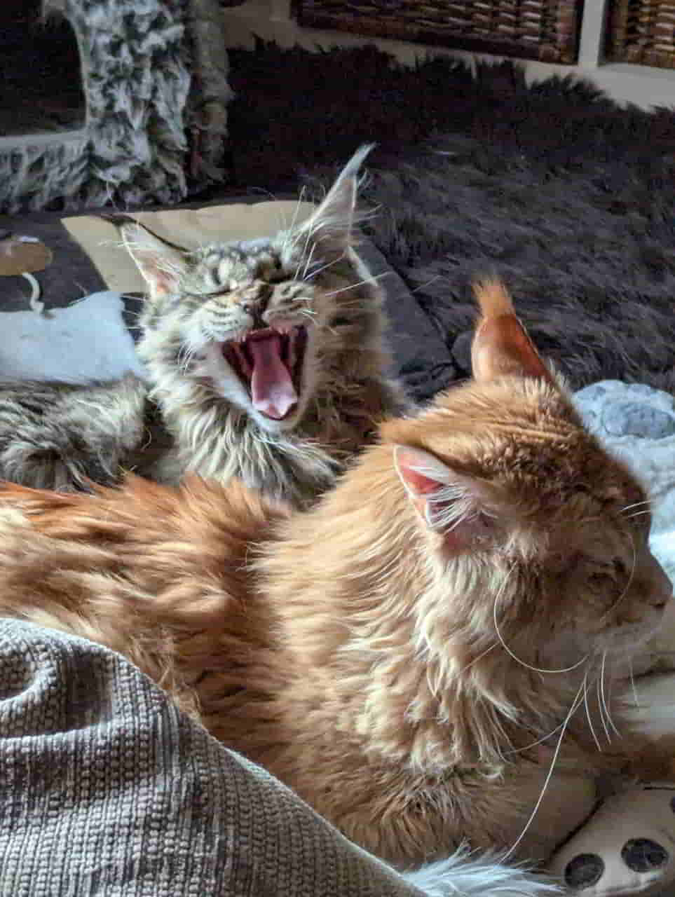 Roharrr, ick will Dir fressen Roharrr, ick will Dir fressen