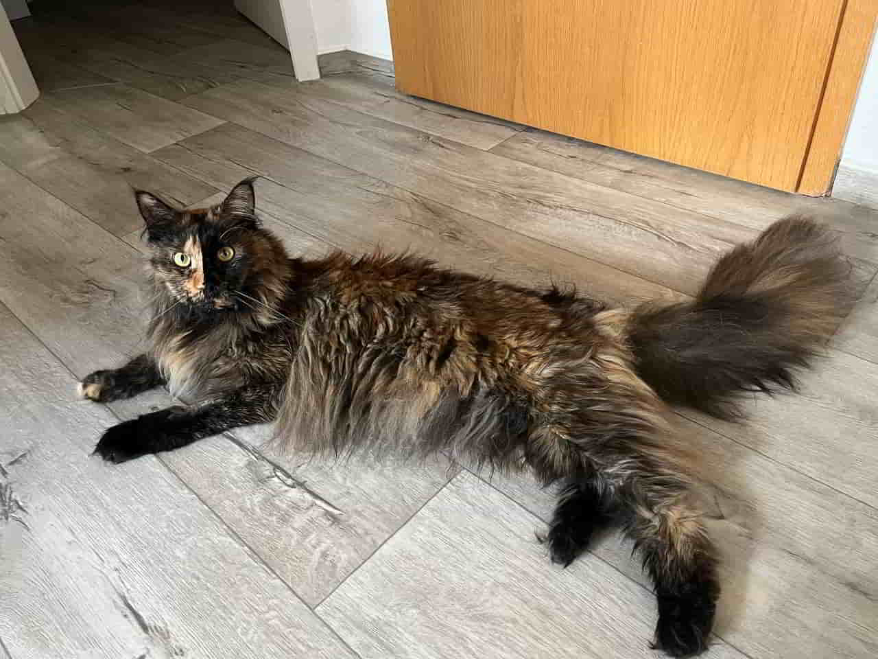 Samantha hat die Zahn OP gut überstanden Samantha hat die Zahn OP gut überstanden