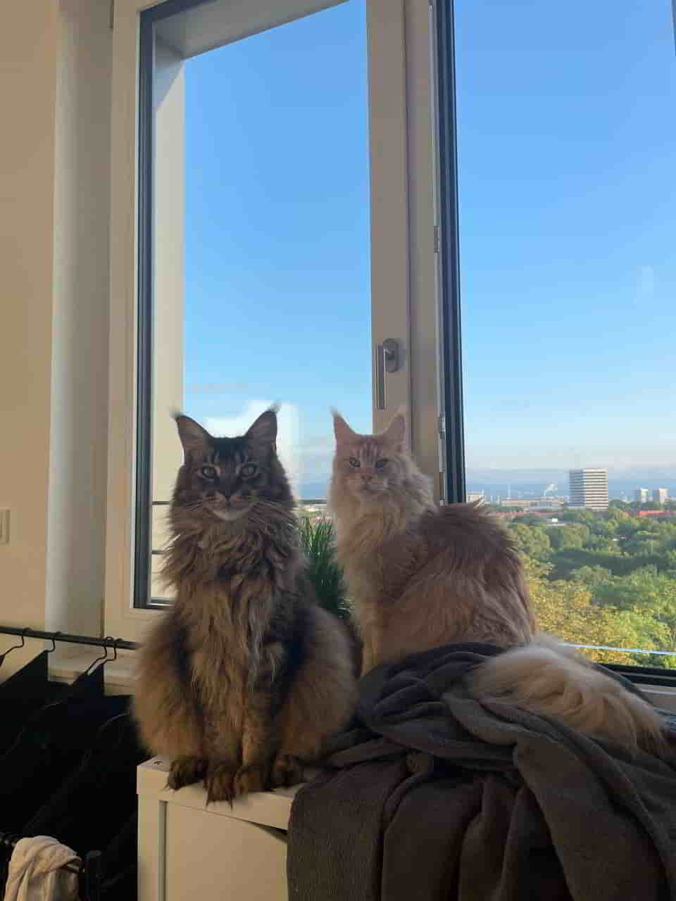 Simba und James Simba und James