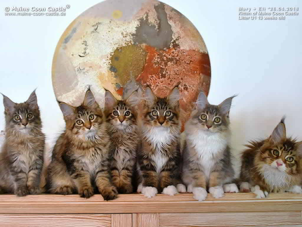U1 Kitten of Maine Coon Castle U1 Kitten of Maine Coon Castle