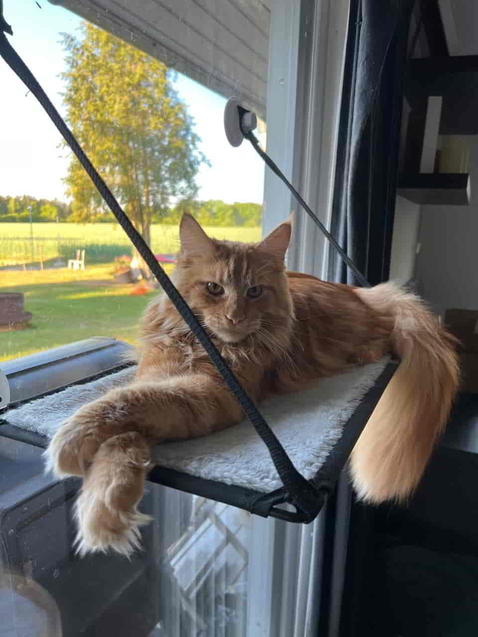 Urs of Maine Coon Castle Urs of Maine Coon Castle