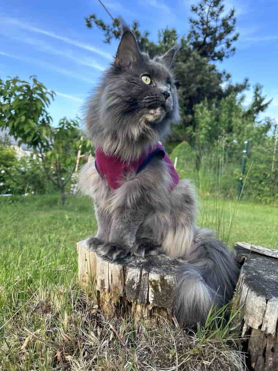 Uschi of MCC Uschi of MCC