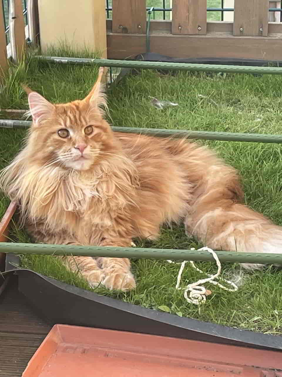 Valentin, der Rote Räuber Valentin, der Rote Räuber