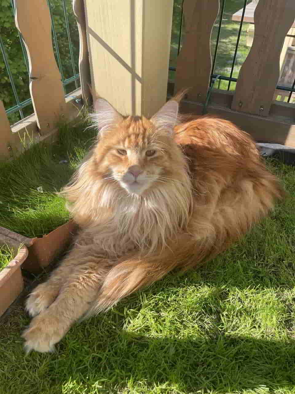 Valentin of MCC, Prinz der Herrschaft zu Weißwasser Valentin of MCC, Prinz der Herrschaft zu Weißwasser