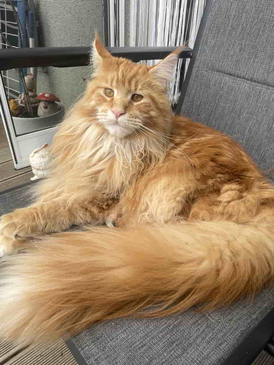 Valentin of Maine Coon Castle 1 Jahr alt Valentin of Maine Coon Castle 1 Jahr alt