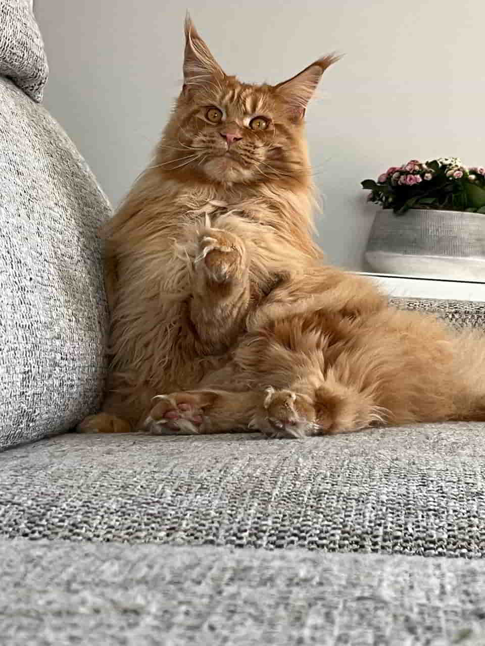 Van Jens of Maine Coon Castle 1 Jahr alt Van Jens of Maine Coon Castle 1 Jahr alt