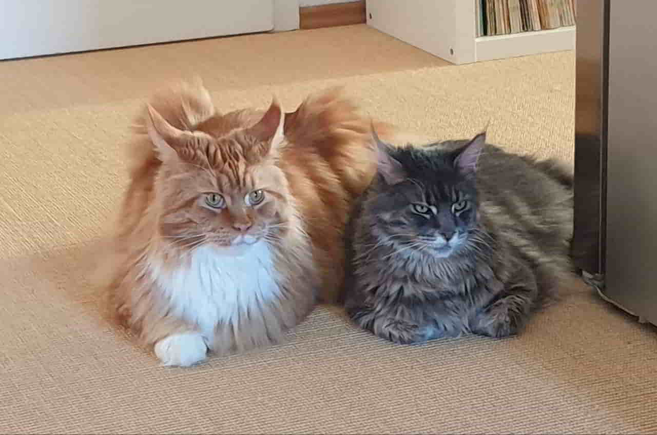 Victor und Xana Victor und Xana