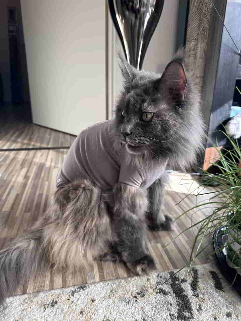 Wilde Uschi Wilde Uschi