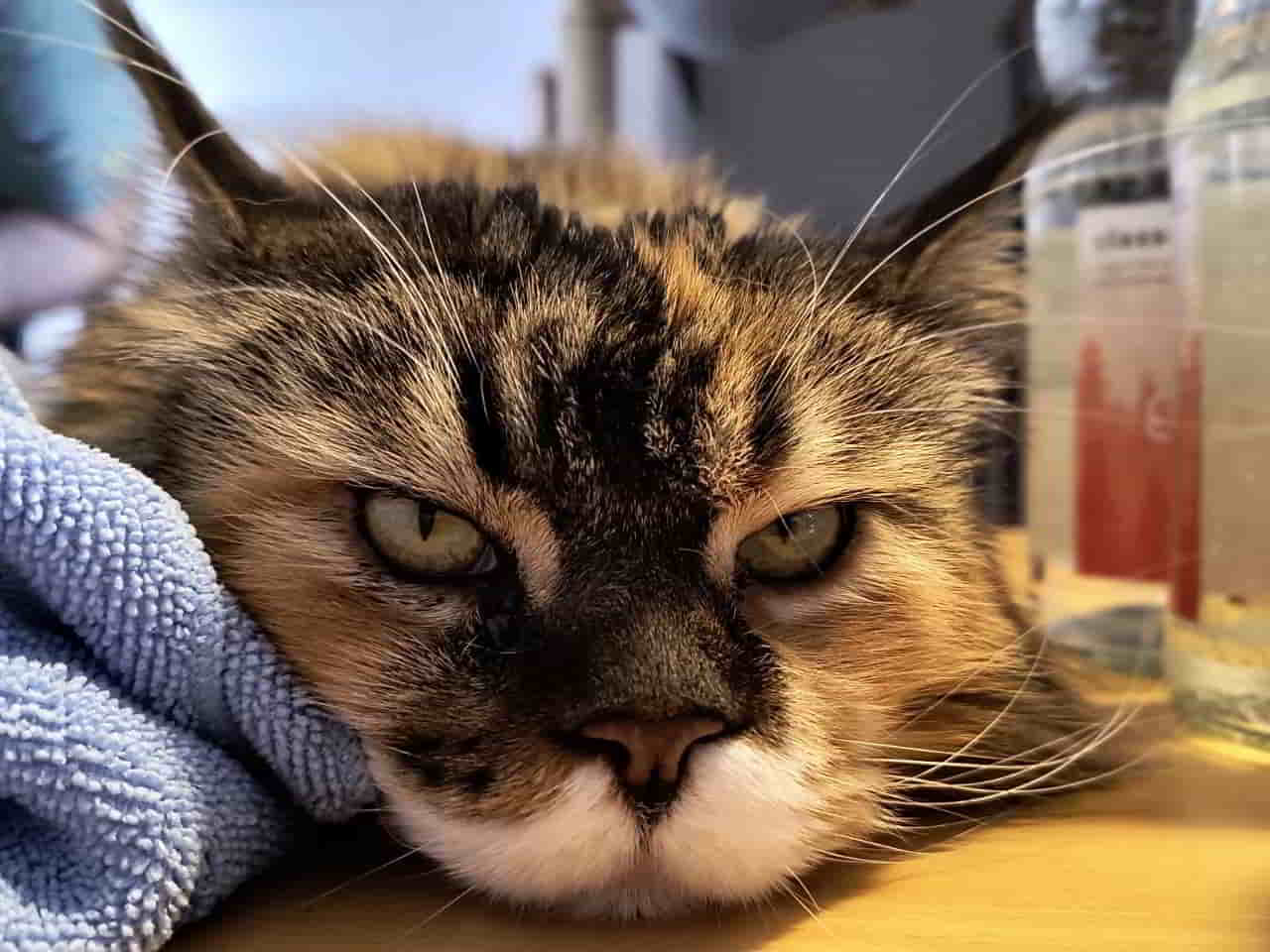 Wilma liegt hier wie eine Flunder auf dem Tisch…. Wilma liegt hier wie eine Flunder auf dem Tisch....