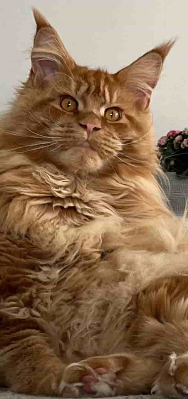 Zeff mit bürgerlichem Namen Van Jens Zeff mit bürgerlichem Namen Van Jens