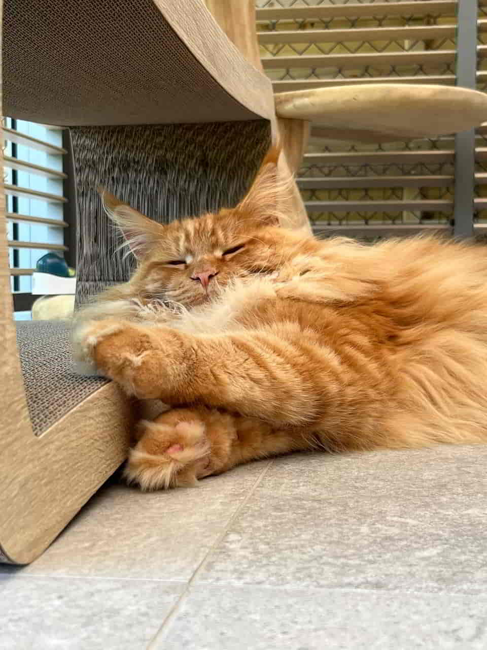 Zeff möchte sich bei allen für die Geburtstagsglückwünsche und Herzen bedanken. Zeff möchte sich bei allen für die Geburtstagsglückwünsche und Herzen bedanken.