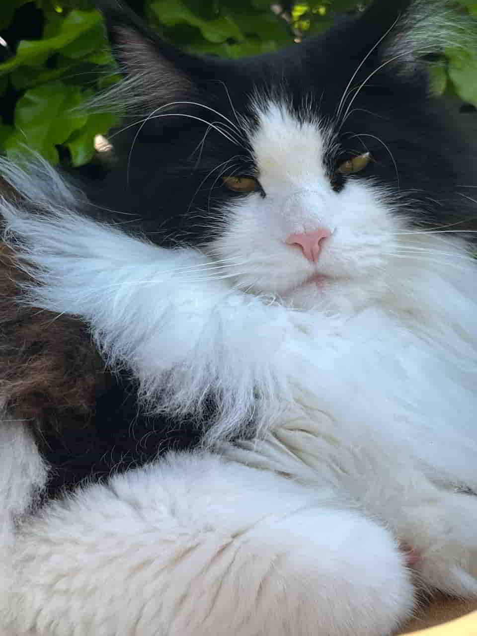 Ziva wünscht ihrer Mutter Blümchen einen schönen Muttertag Ziva wünscht ihrer Mutter Blümchen einen schönen Muttertag