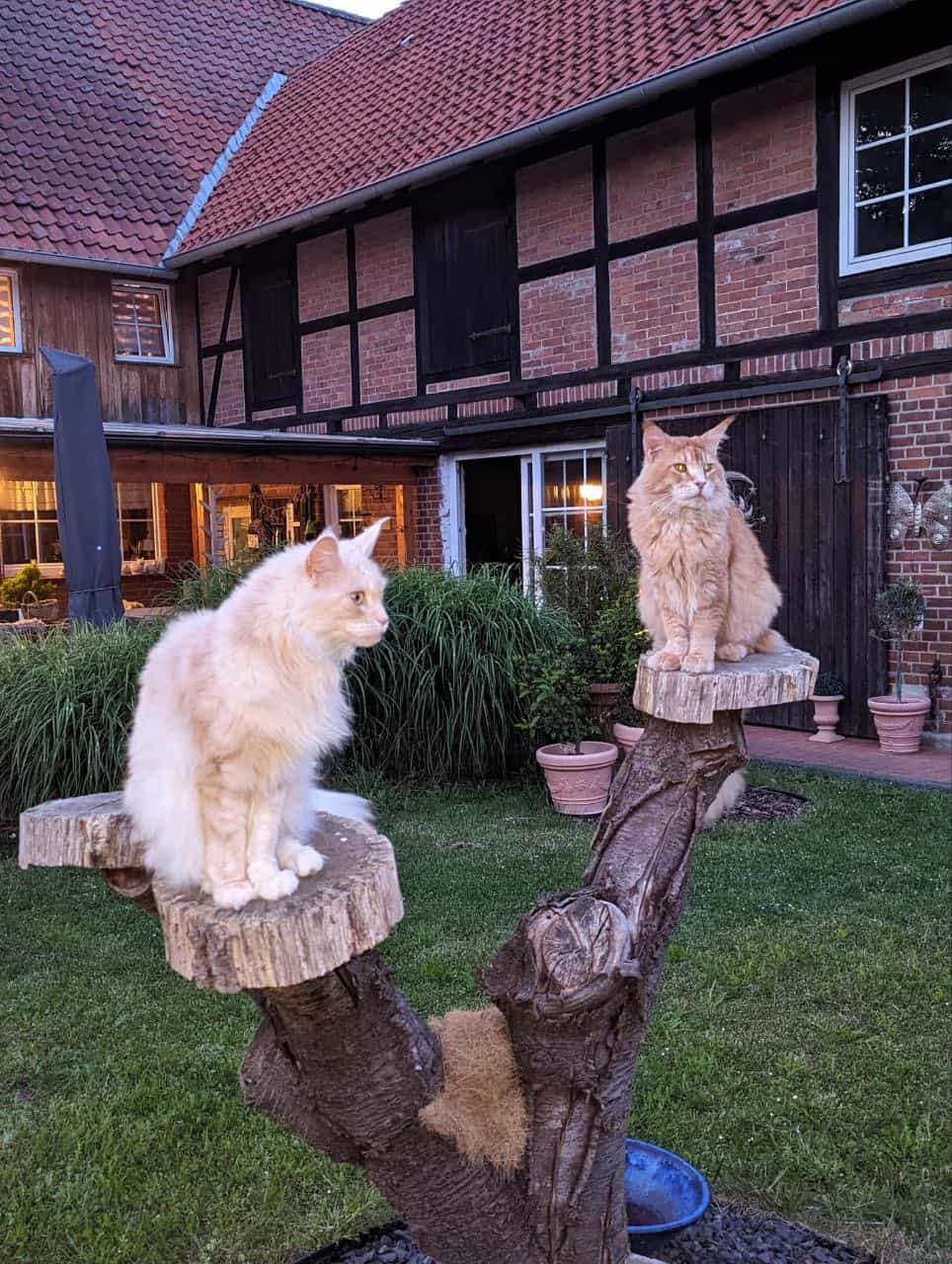 Abendstimmung beim König und seiner neuen Königin Abendstimmung beim König und seiner neuen Königin
