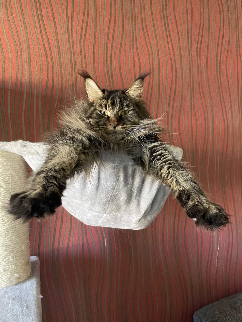 Darky of MCC 3 Jahre alt Darky of MCC 3 Jahre alt