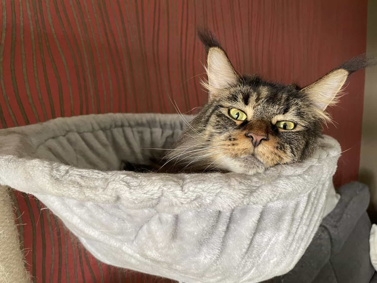 Darky of MCC Darky of MCC