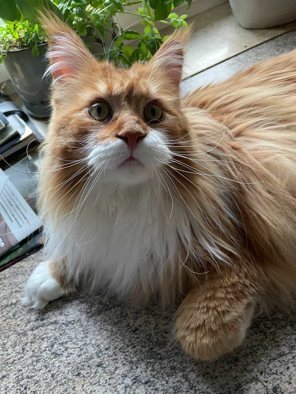 Erik of MCC Erik of MCC