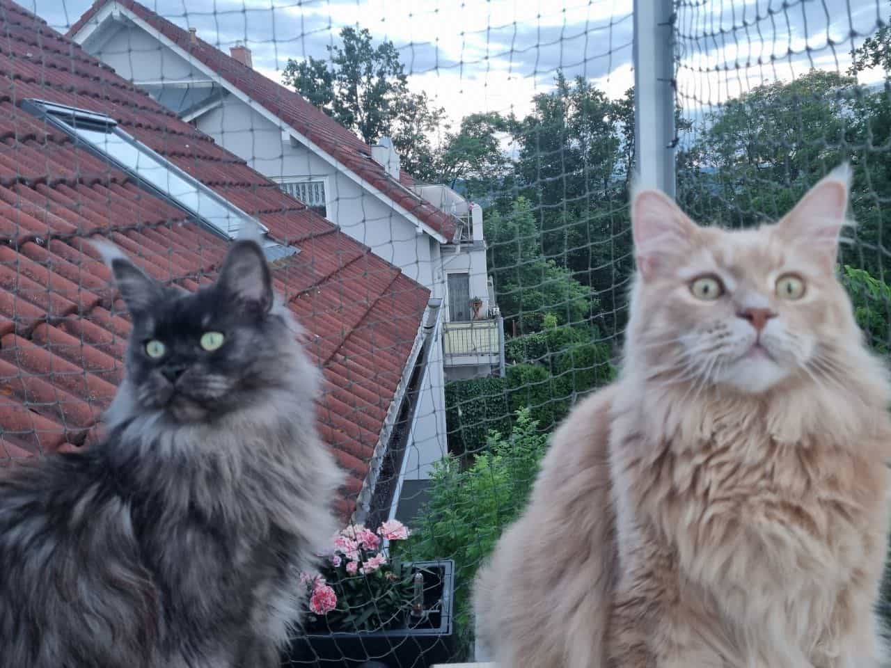 Franke und Justus Franke und Justus